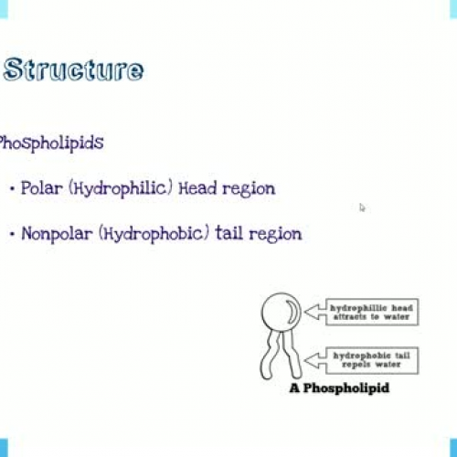 The Plasma Membrane Video Lecture