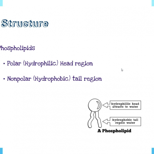 The Plasma Membrane Video Lecture