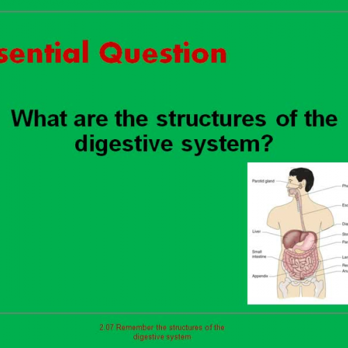 2.07 Structures of Digestive System