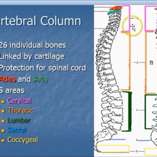 vertebral column