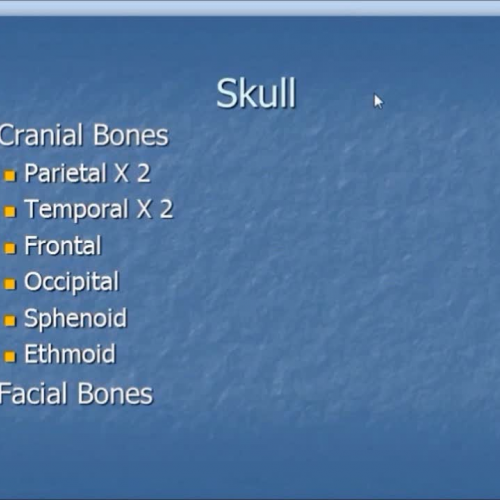 skull anatomy