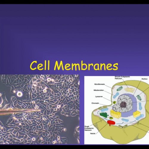 cell membrane pptvideo