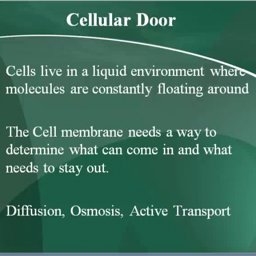 cell transport