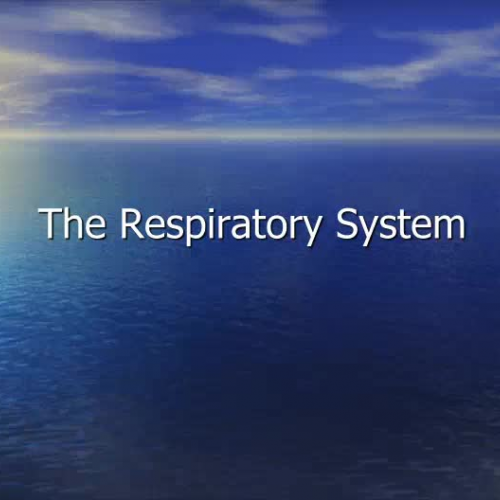 HS1 Respiratory System Structures