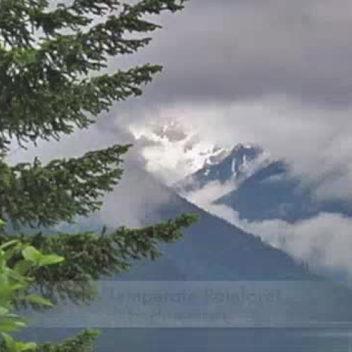 Temperate Rainforest