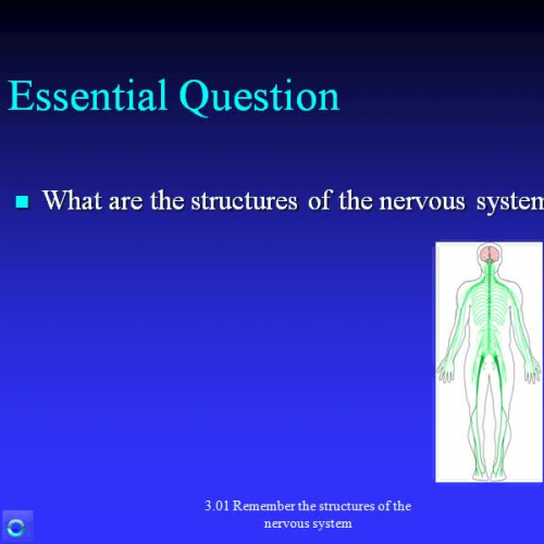 3.01 Structures of the Nervous System