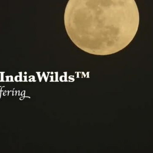 Wild India_ Scavengers