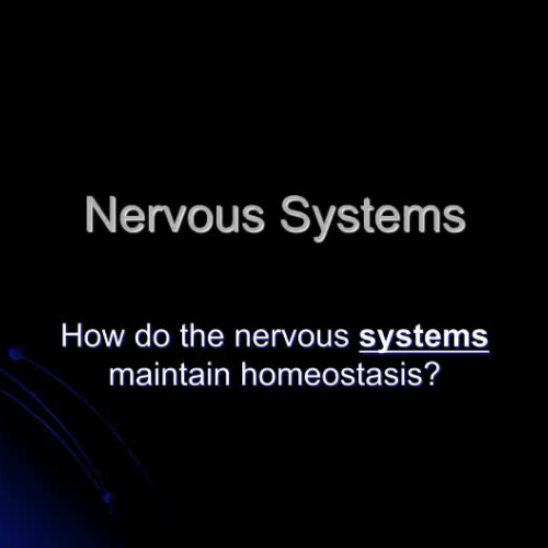 HS1 Nervous System11