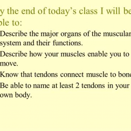 The Muscular System