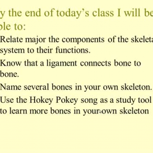 The Skeletal System