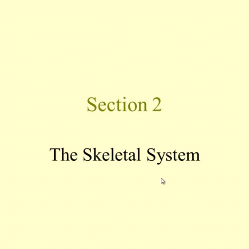 The Skeletal System