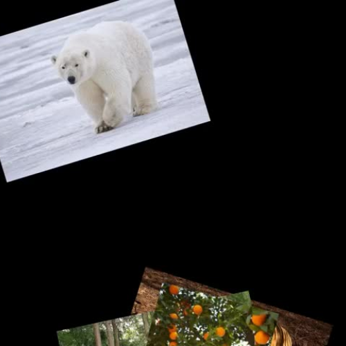 Plants and Animal Adaptations