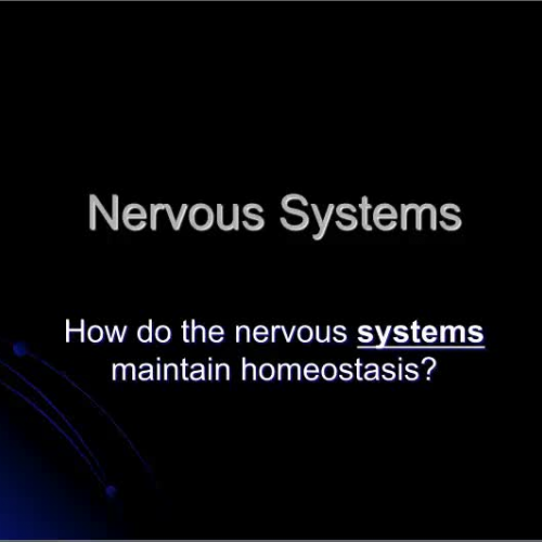 HS1 Nervous System