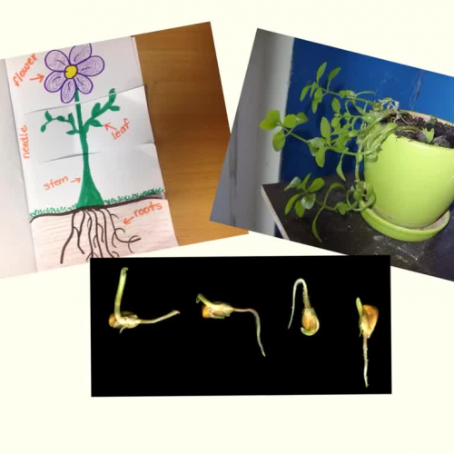 Plant reproduction