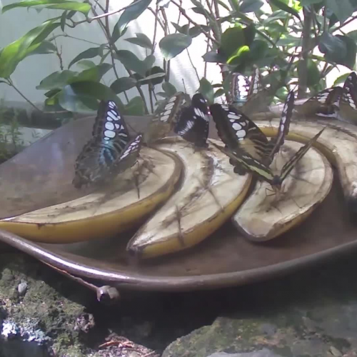 Butterfly Rainforest Feeding Station