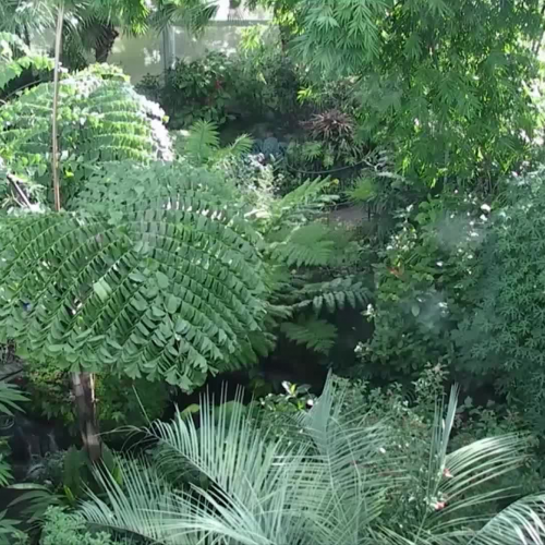 Butterfly Rainforest Canopy Cam 