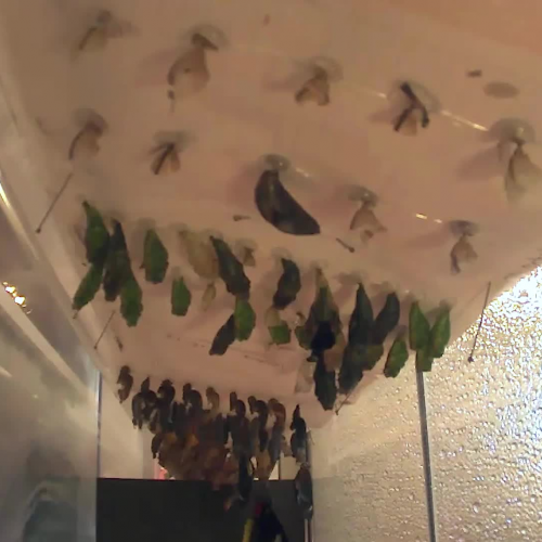 Butterfly Rainforest Chrysalis Cam