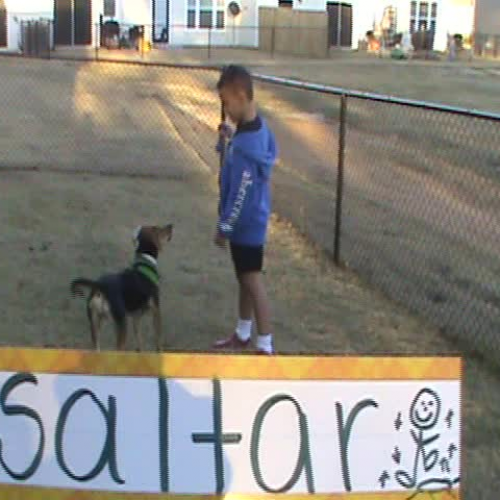 Intro Motivacion Animales