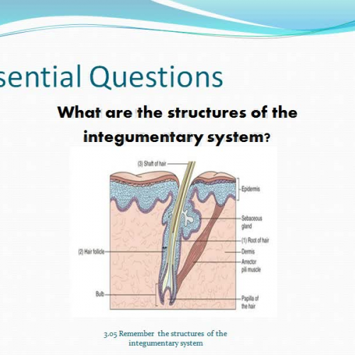 Structures of the Integumentary System