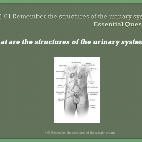 4.01-Structures of the Urinary System