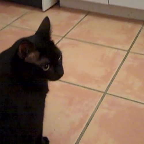 concluding sentences