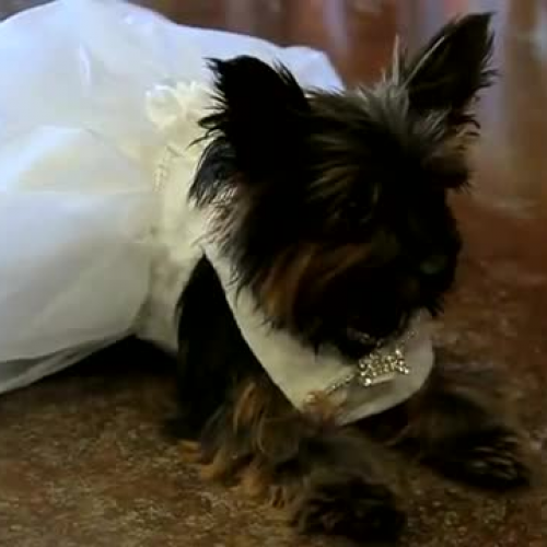 Posh Puppy Boutique Retail Store