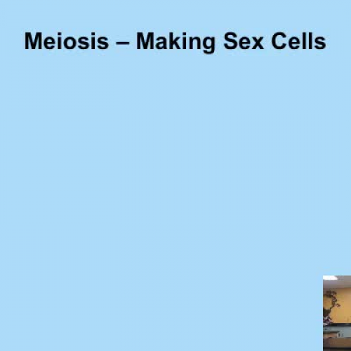 Meiosis and Karyotypes
