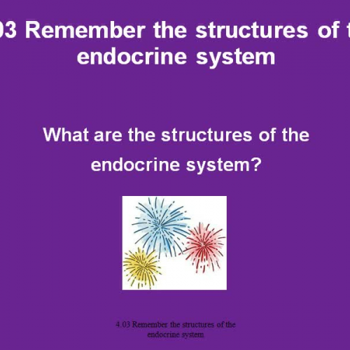 4.03 Structures of Endocrine System