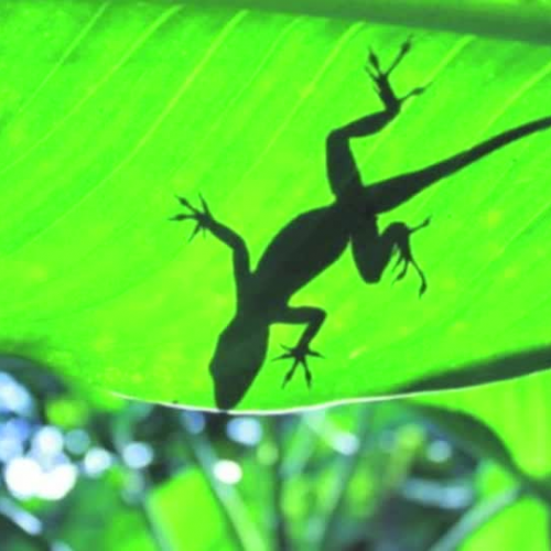 anthony-tropical forest