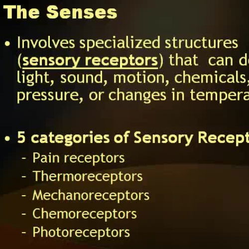 Senses Part 3