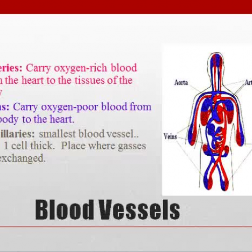 blood vessels and blood