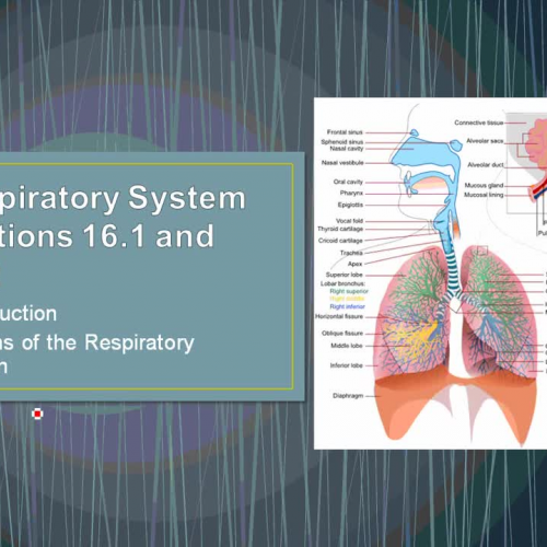 16 2 16 2 Intro and Organs of the Respiratory