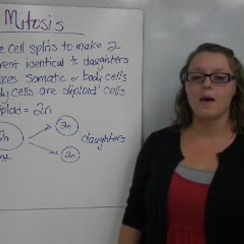 17_Mitosis