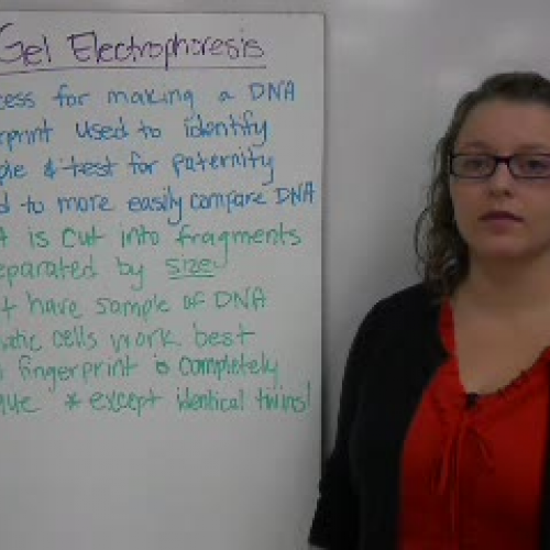28_Gel Electrophoresis