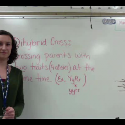 Dihybrid Crosses2