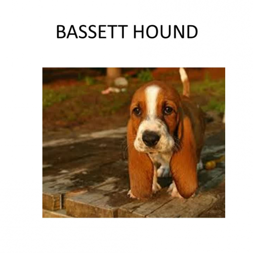 Basset Hounds 