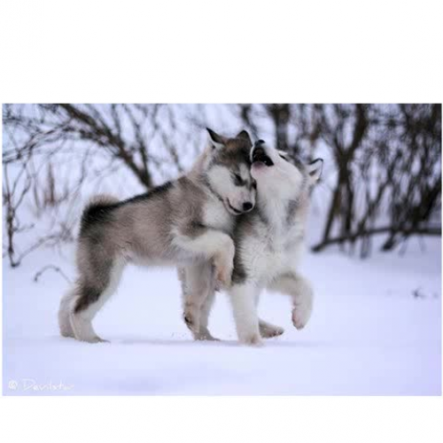 Husky Dogs by Maya