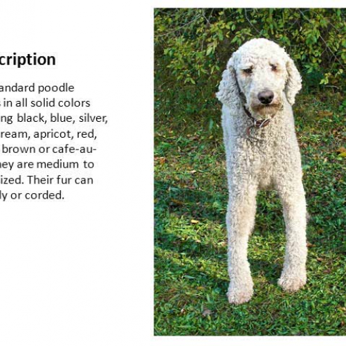 The Standard Poodle by Ethan