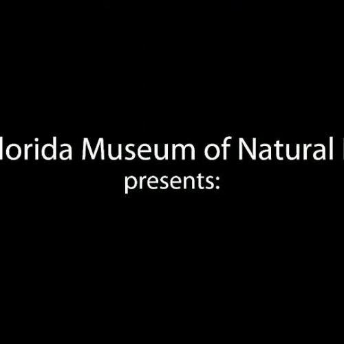 Florida Cattle Ranching and Florida Cowboys exhibit opening