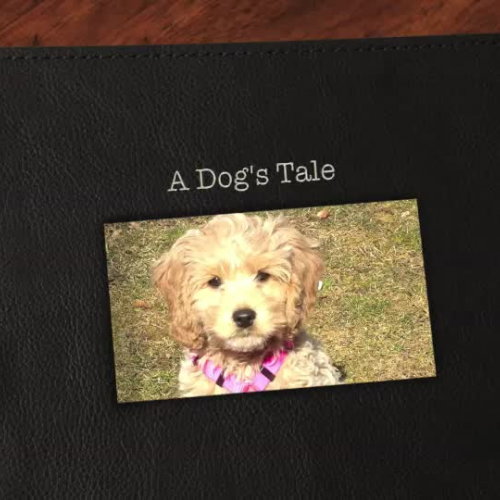 A Dog&#8217;s Tale