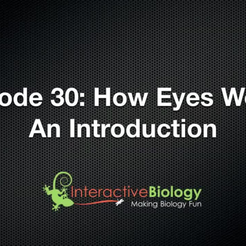 030 How Eyes Work - An Introduction