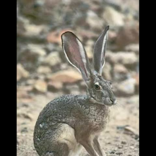 If I Were a Hare by Kayle