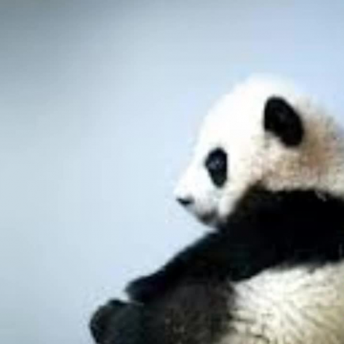Endangered Animals - Panda