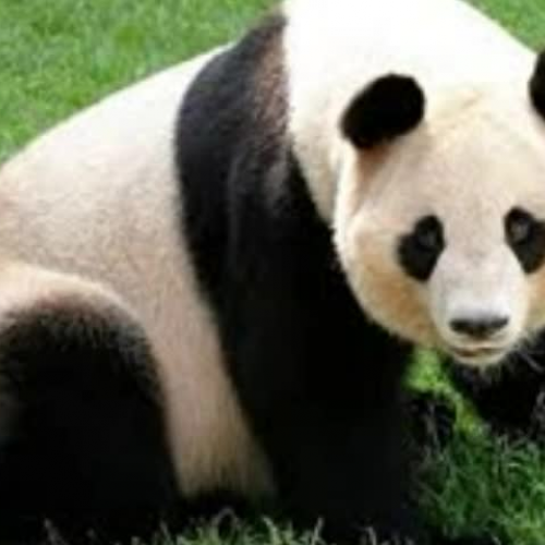 If I Were a Giant panda  by Bayleigh