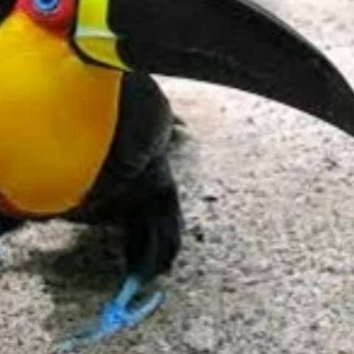 If I Were a Toucan by Alexis