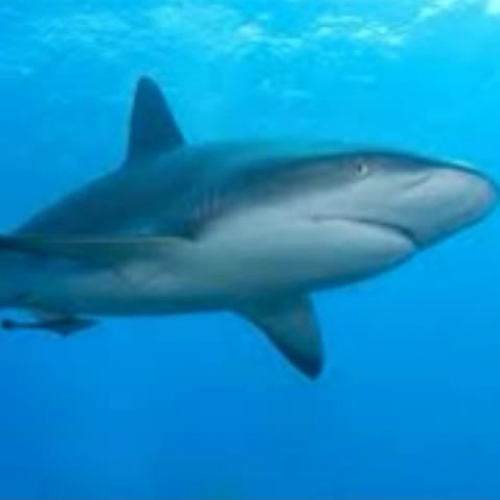 If I were a Shark by Brian