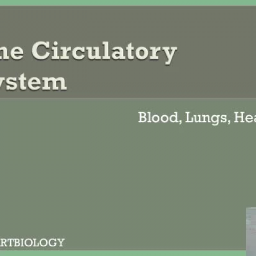 circulatorysystem