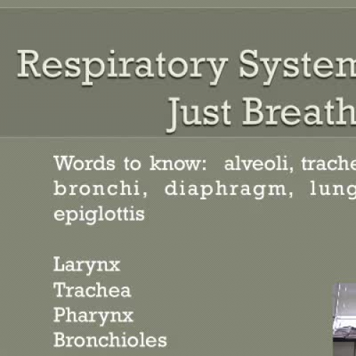 Respiratory System