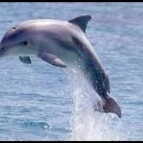 If I were a Dolphin by Talisha