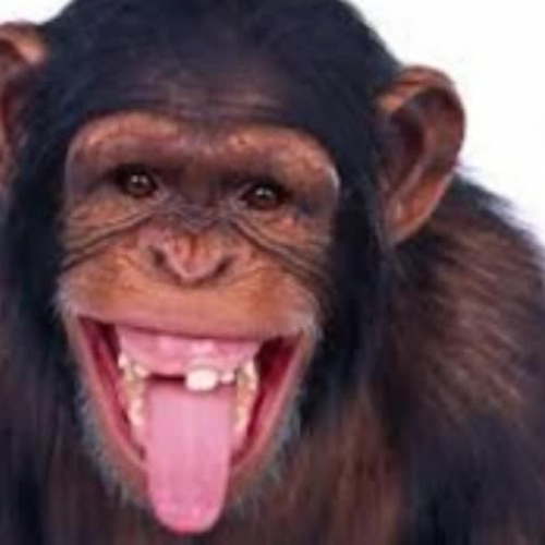 If I were a Monkey by Harold